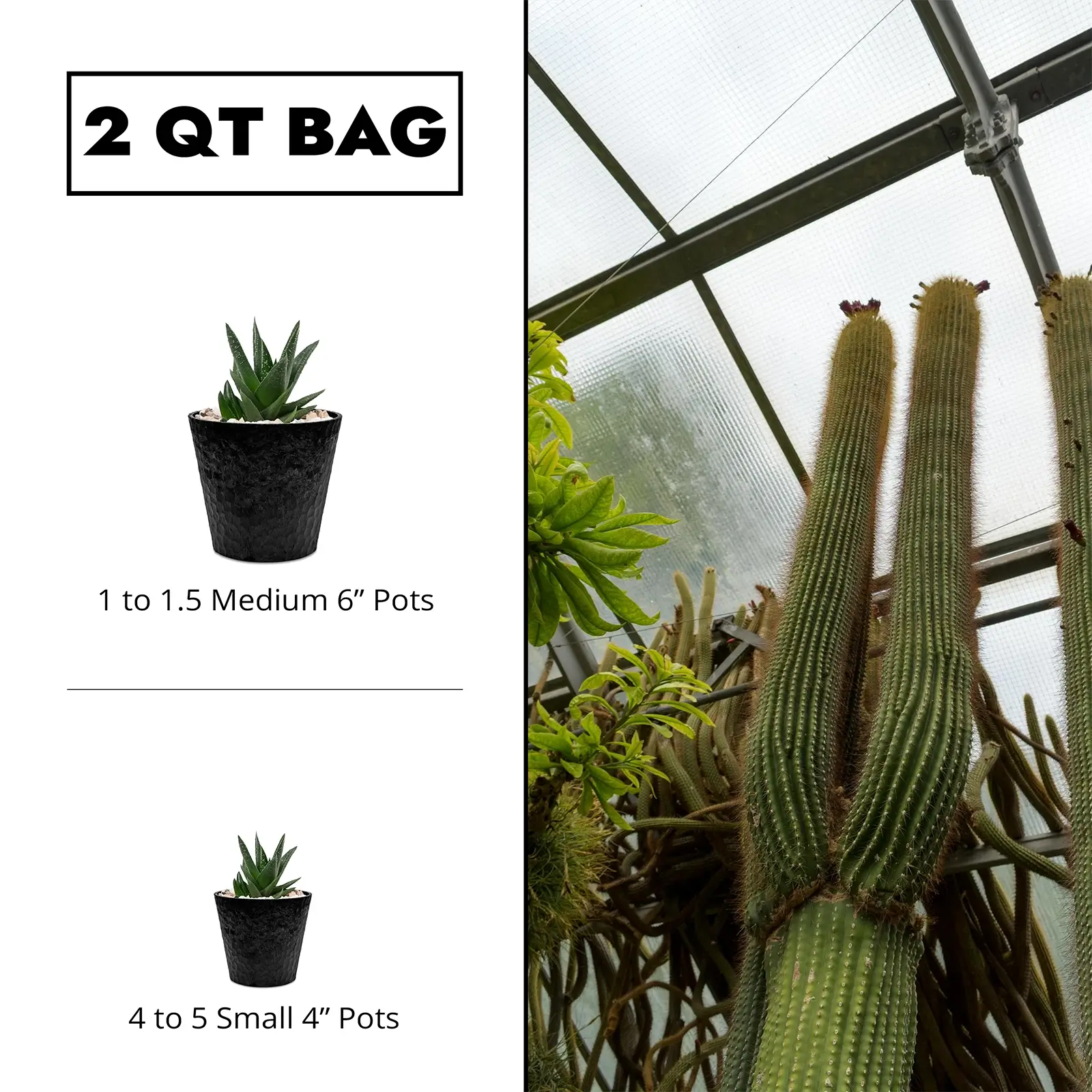 cactus 2qt bag pot sizing - landiris