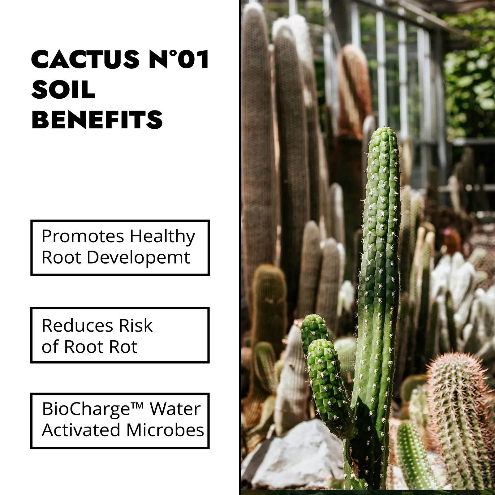 cactus soil benefits - landiris