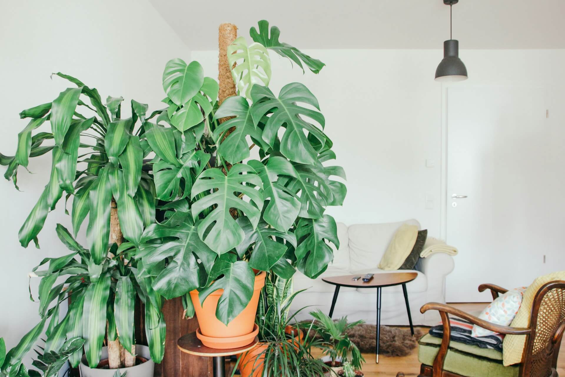 The Plant Rescue Protocols: Surgical Steps to Save a Dying Specimen
