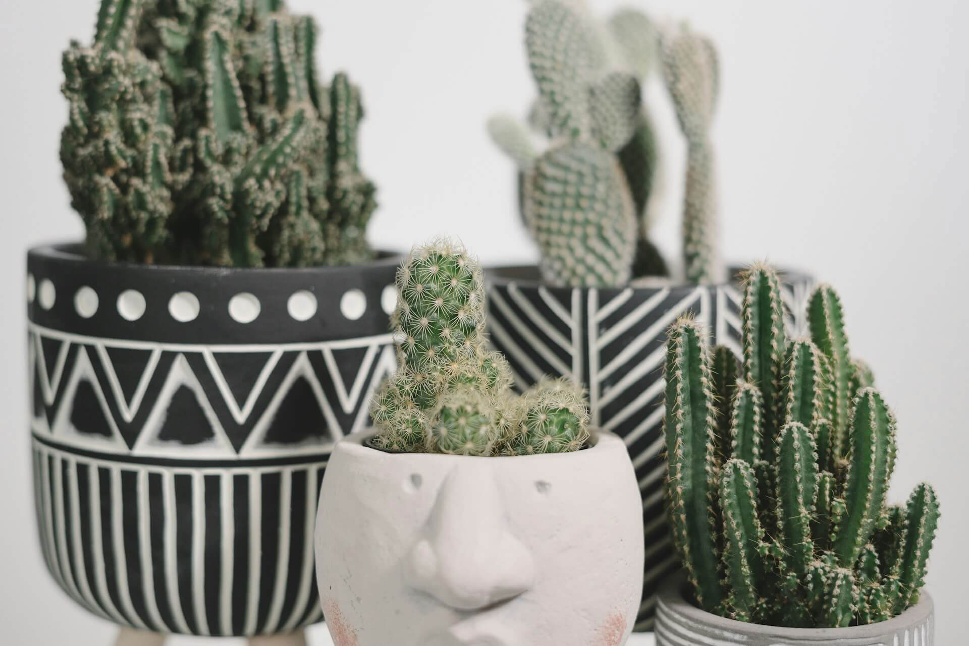 Why Store-Bought Cactus Soil is Killing Your Plants