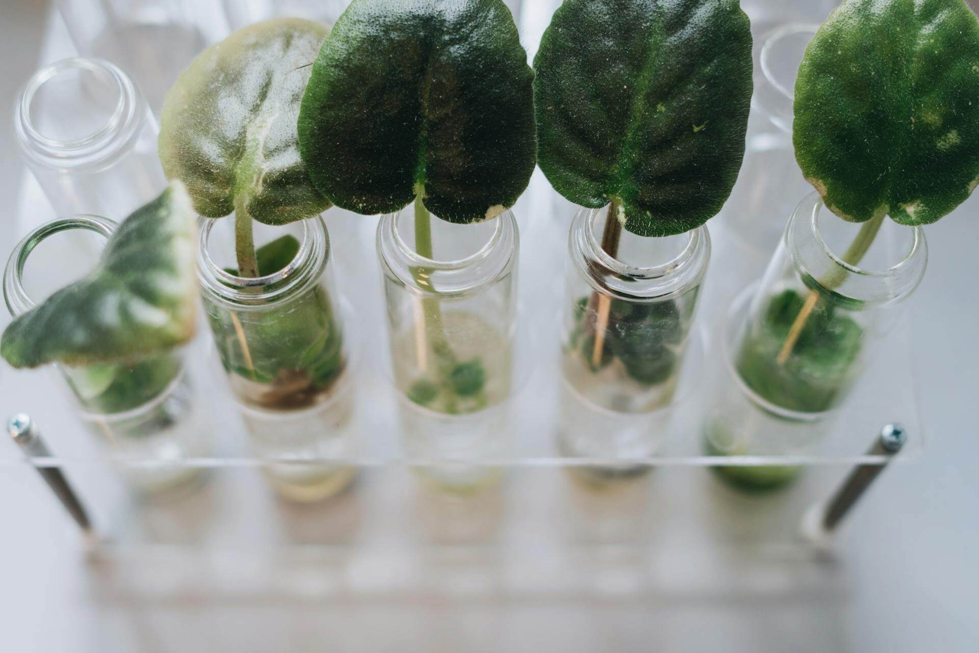 Cloning Logistics: High-Success Propagation Techniques