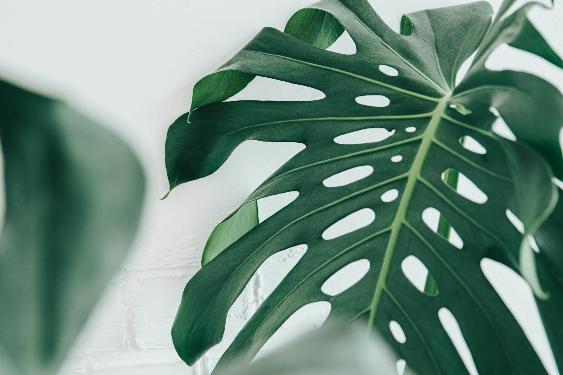 Dormancy Defense: Calibrating Your Jungle for the Winter Shift