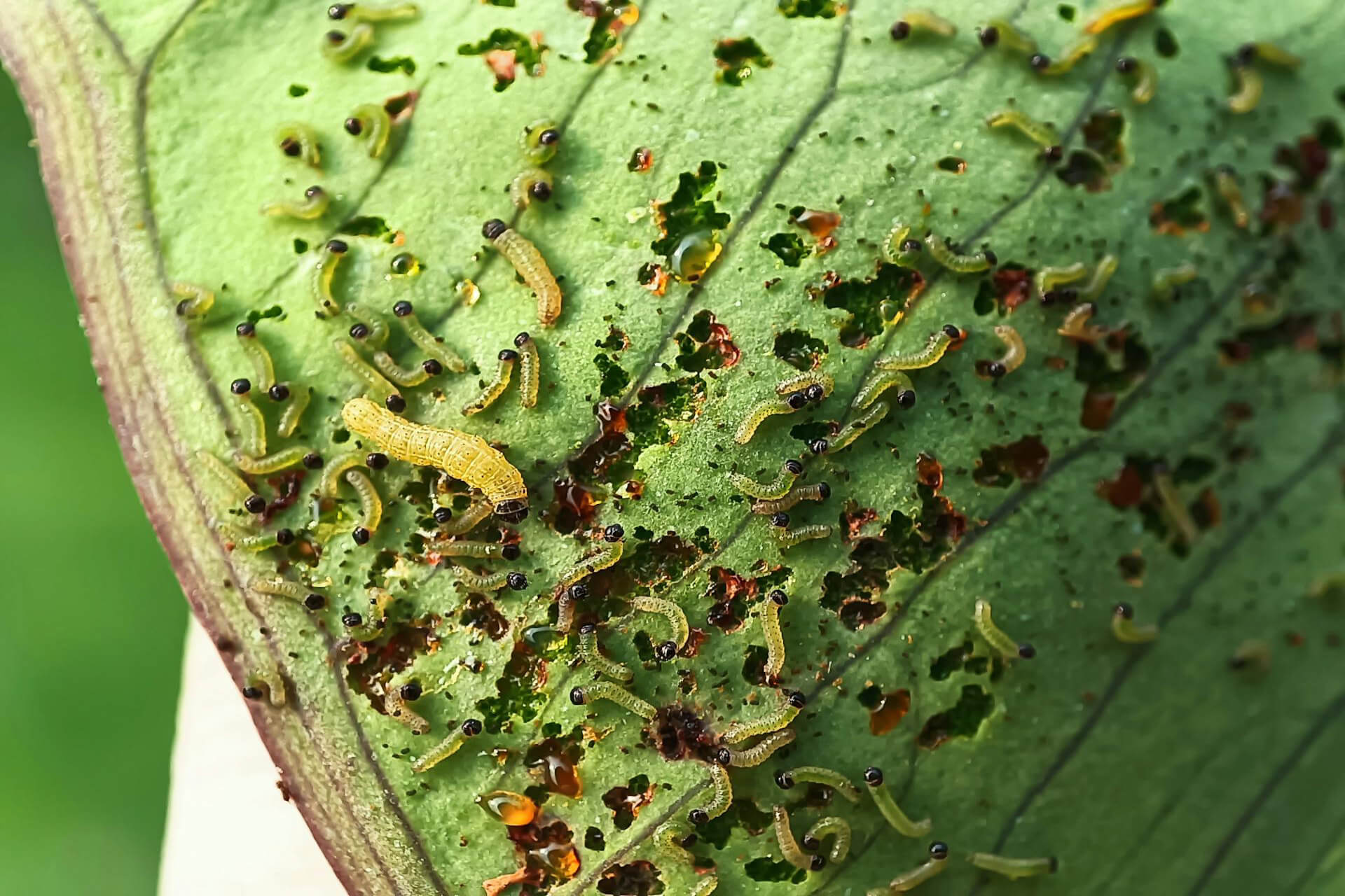 Integrated Pest Management: The Sterile Soil Strategy