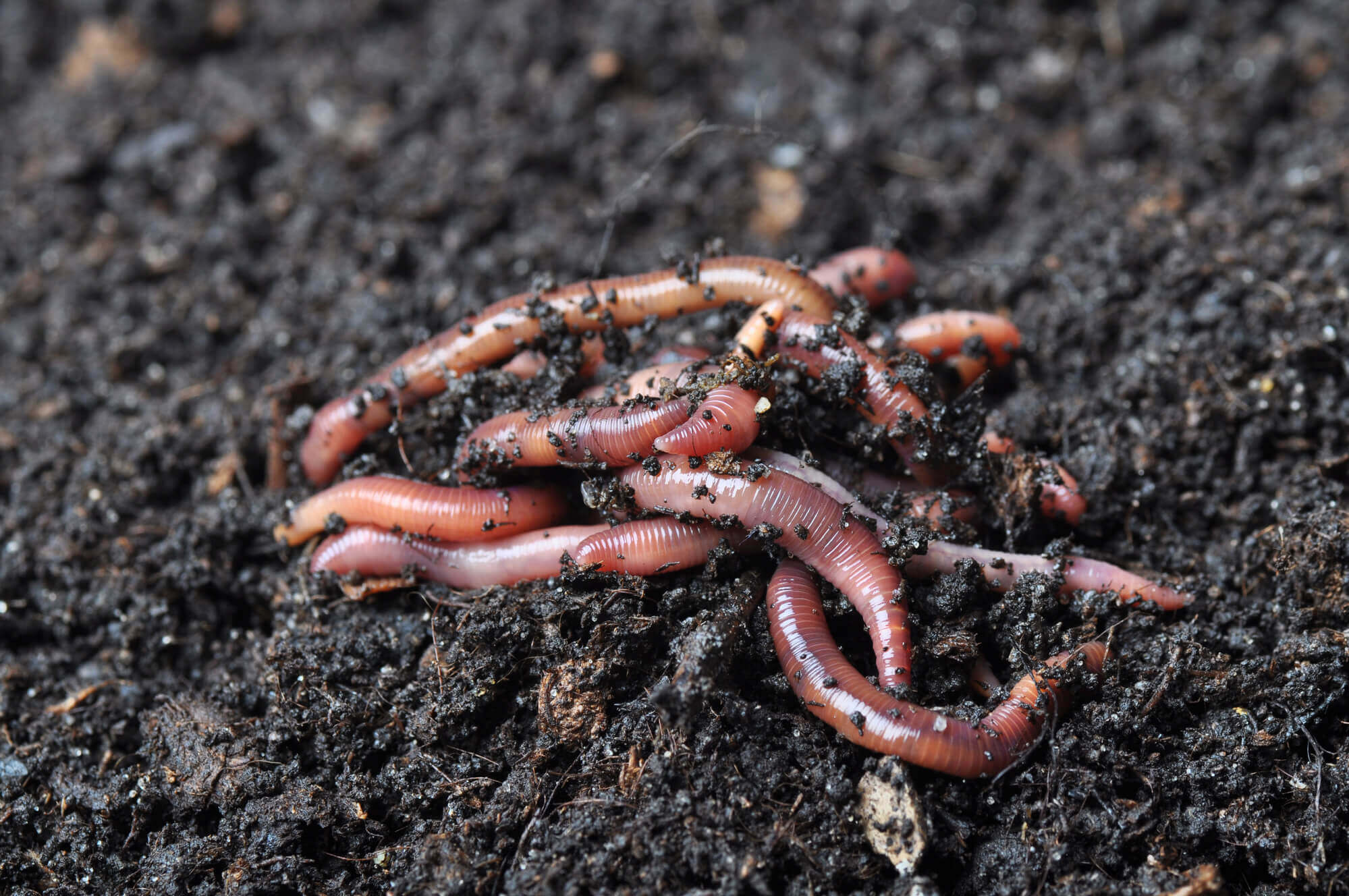 Synthetic vs. Enzymatic: The Biology of Worm Castings