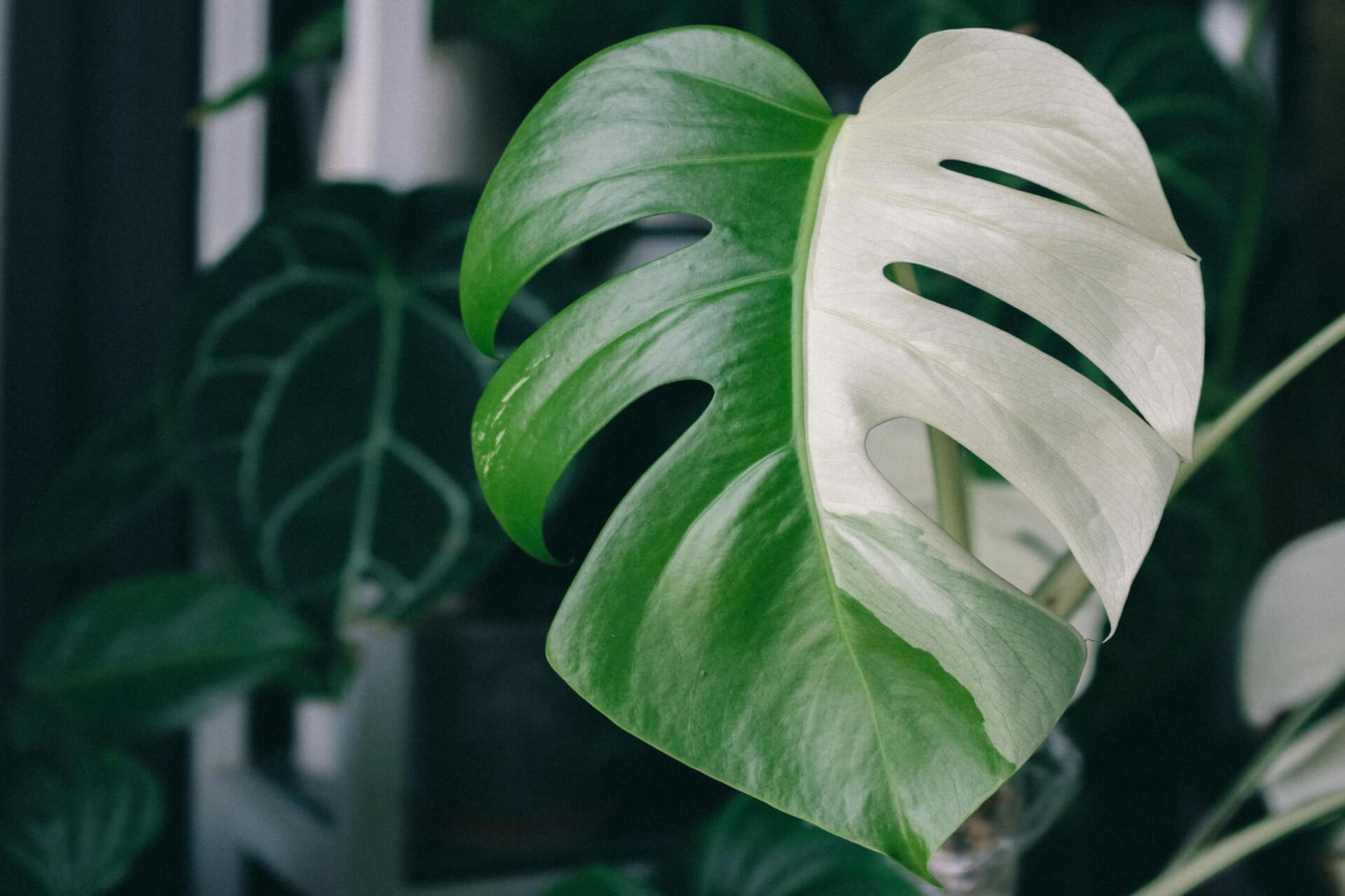The Variegated Protocol: Care Standards for High-Value Aroids